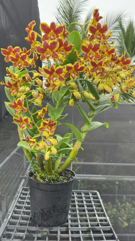 Moi ace ngắm cam 🍊…