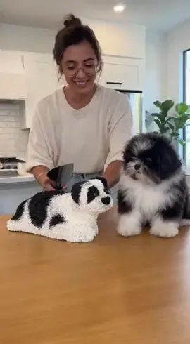 Dog Cake prank 😂#PetReaction #CakePrank #FunnyDogs #funnyanimals 