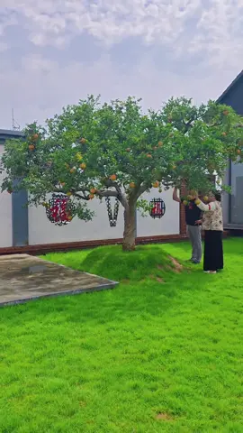 Ngắm lựu đỏ cổ thụ sân vườn #xuhuong #caysanvuon #luudo #caycanhdep #caycanhquansanvuon 