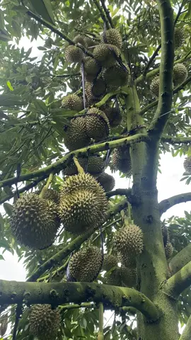 Mê lắm nhưng sai thời điểm 