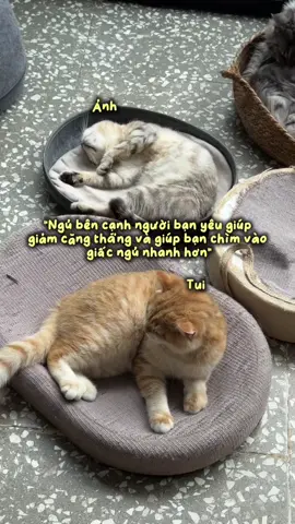 Tất cả chỉ là dối trá #vuonthudalat #dalat #mongolanddalat #vuonthumongoland #meme 