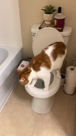 After a month of finding unflushed pee in my toilet and gaslighting myself into thinking I was sleep peeing, I stumbled upon the REAL culprit. #catsoftiktok #gaslighting #secretpeeboy 