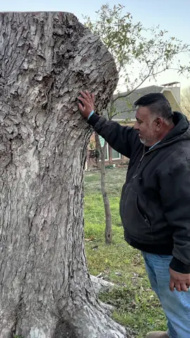 Este trabajo de moler tronco 