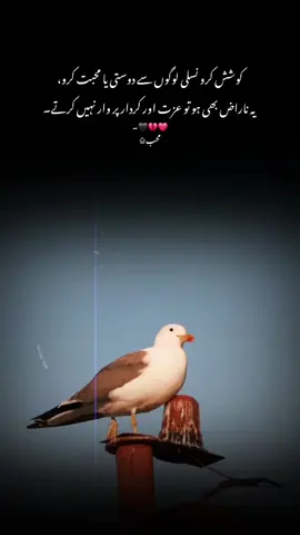 کوشش کرو نسلی لوگوں سے دوستی یا محبت کرو یہ ناراض بھی ہو تو عزت اور کردار پر وار نہیں کرتے۔ #1milionaudition #aeshetic #foryou #foryoupage #trending 