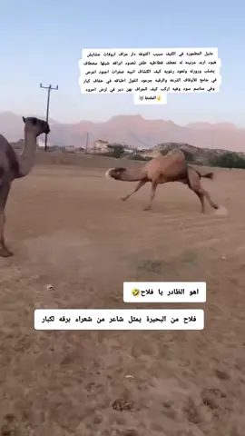 #براني_ام_القبائل #مرسي_مطروح #كحيله #شعراء #برقه🖤🔥 @اعليوه بريك ال عروي @بو @فايز معزب 