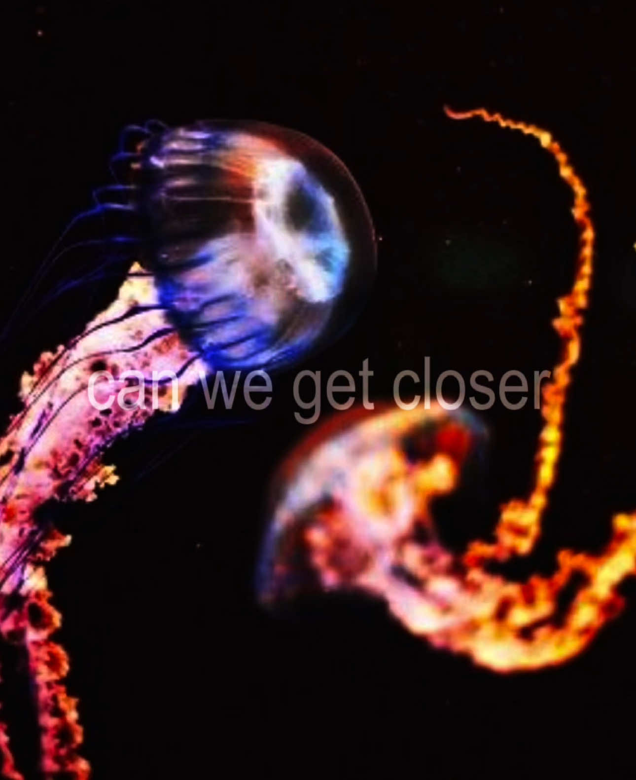 can we get closer #lyricvideo #pastelghost #iris #aesthetic #fyp 