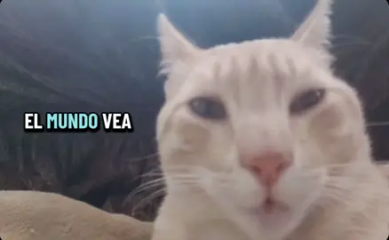 Hey hey jaja #gato #meportobonito #parat #humor #tiktok 