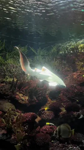 The most beautiful shark. It was literally glowing. #fish #shark #aquarium 