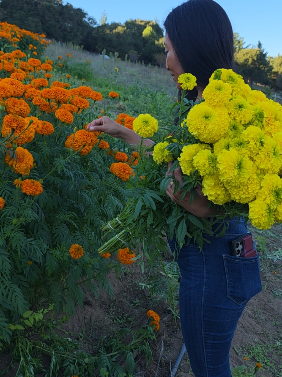 #dealsforyoudays asta santí que pise algo #viraraltiktok #california #flor #dezempazuchil 