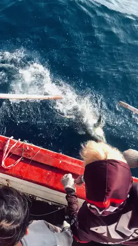 Tuna sirip panjang🥵 #kapalgolakan #nelayancilacap #cilacap24jam #foryoupage 