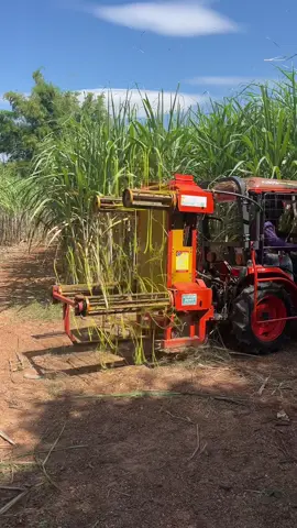 #มิตรผล #ส่งเสริมอ้อย #เครื่องสางใบอ้อย #อ้อย #ราคาอ้อย 
