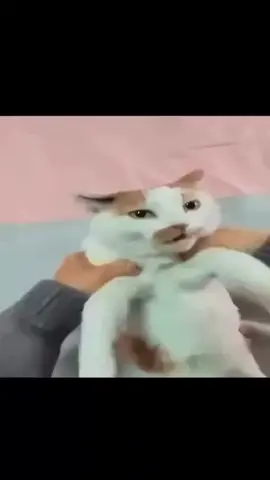 Why he wiggle his peenar