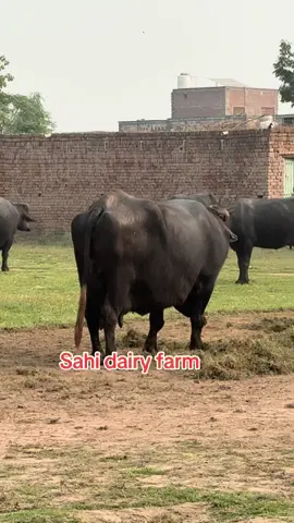 #foryou #foryoupage #panjabi #dairyfarming #pakistani_tik_tok @CANADA 🇨🇦 LIFE @Tariq Sultan 