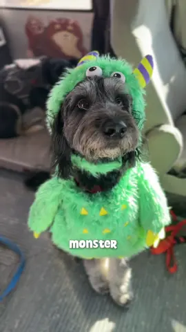 PT 1: Halloween costumes on the dog bus 👻