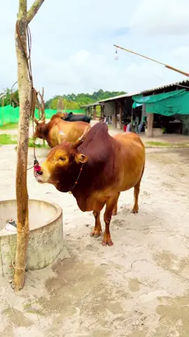 ฝากเป็นกำลังใจให้ #ค่ายโคทุ่งแสงเดือน🐂💯 ด้วยครับ🙏🏻 #พลอยเพลงพิมสั่งลุย 