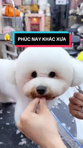 PHÚC NAY ẸP CHAI QUÁ TA 😍 #fyp #ranzillapetcare #tườngvyvy1196 #bichon #poodlesoftiktok 