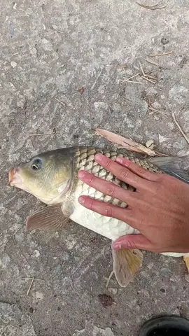 thẻo 3.5 trục 3.5 mà ko ai tin câu đc con này🤣🤣🤣