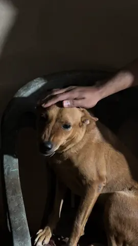 බල්ලා : පවුද , පවු නැද්ද . එකක් කියපන්😂😂🤦🏻‍♂️#dogfun #1millionaudition #viral #foryou #trending 