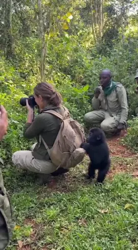 Baby gorilla 🦍 looking for treats #gorilla #safari #animals #animallover 