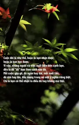 Cuộc đời là như thế, hoặc là bạn nhận được, hoặc là bạn học được.  Vì vậy, những người và việc xuất hiện bên cạnh bạn, đều là để “độ” bạn theo cách nào đó. Mỗi cuộc gặp gỡ, dù ngắn hay dài, mỗi nuối tiếc, dù nhỏ hay lớn, đều mang trong nó một ý nghĩa riêng biệt. Chỉ là bạn có thể nhận ra điều đó hay không mà thôi. #Antinhthu #thongdiepcuocsong #chualanh 