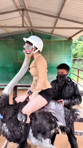 . #cuoidadieu #ostrichriding #vuonthubaton #dalatwonderland #viral 