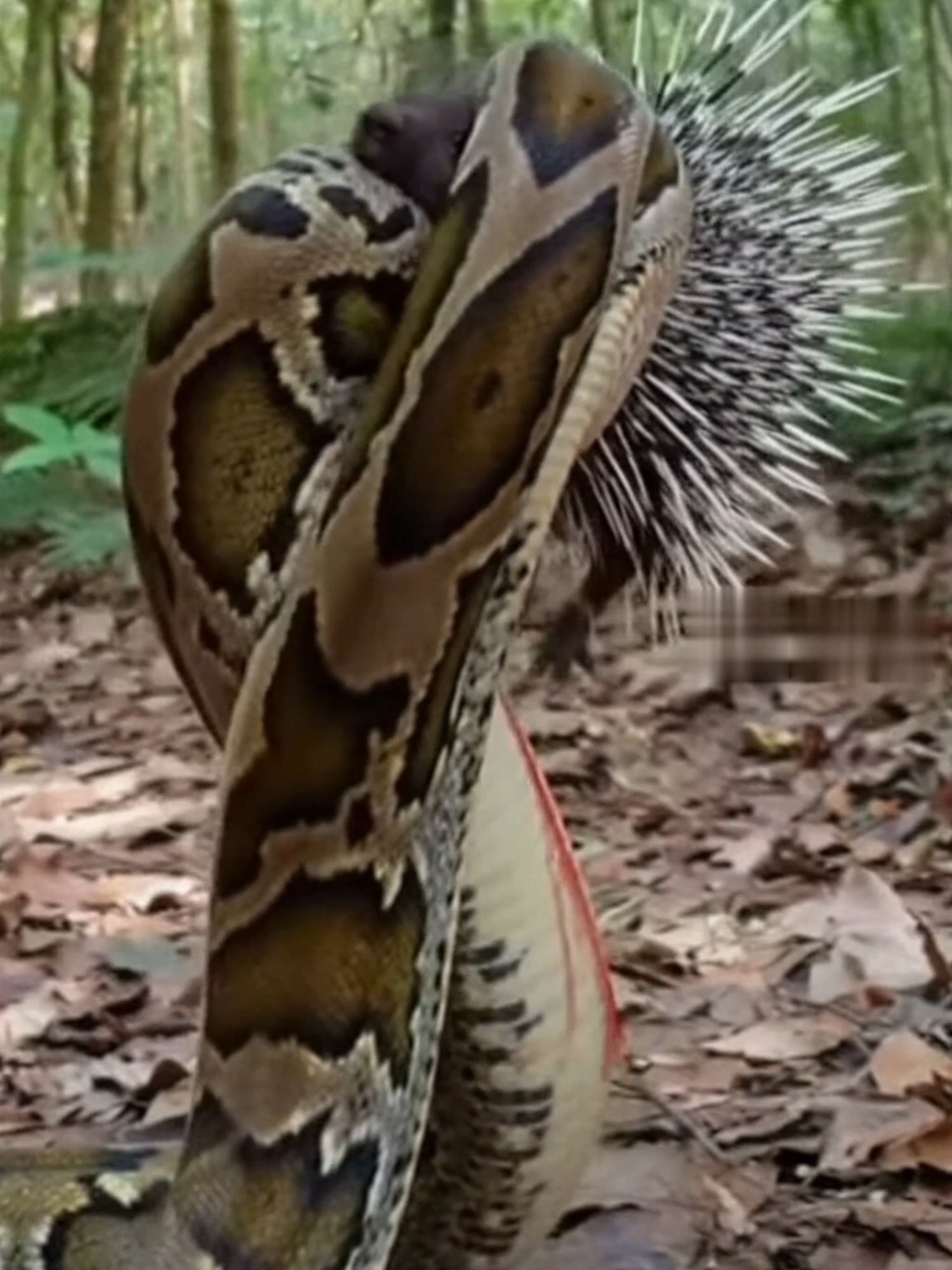 🔥 Python vs Porcupine — The Meal That Fought Back! 🐍🦔💥 Caught in the wild — this is one of the craziest nature moments ever recorded! 😳 A giant python thought it found dinner… but this porcupine had other plans. ⚡ Moments after swallowing its prey, the python’s body starts thrashing — hundreds of razor-sharp quills pierce from the inside out! 😱 Within seconds, the hunter becomes the victim as the porcupine’s spines tear through the snake’s body, ending the fight in a shocking twist. 🌿⚔️ Nature’s ultimate revenge story — small but mighty. 🦔🔥 Follow @porcuworld for more unbelievable wildlife encounters and nature’s most jaw-dropping survival moments! 🐾 📧 licensing@webcraft.au  — for media, licensing, or broadcast rights. #fy #fyp #foryou #foryoupage #fyppppppppppppppppppppppp 