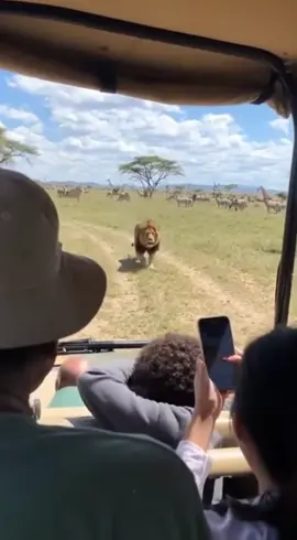 คอง vs สิงโต #funny #Ai 