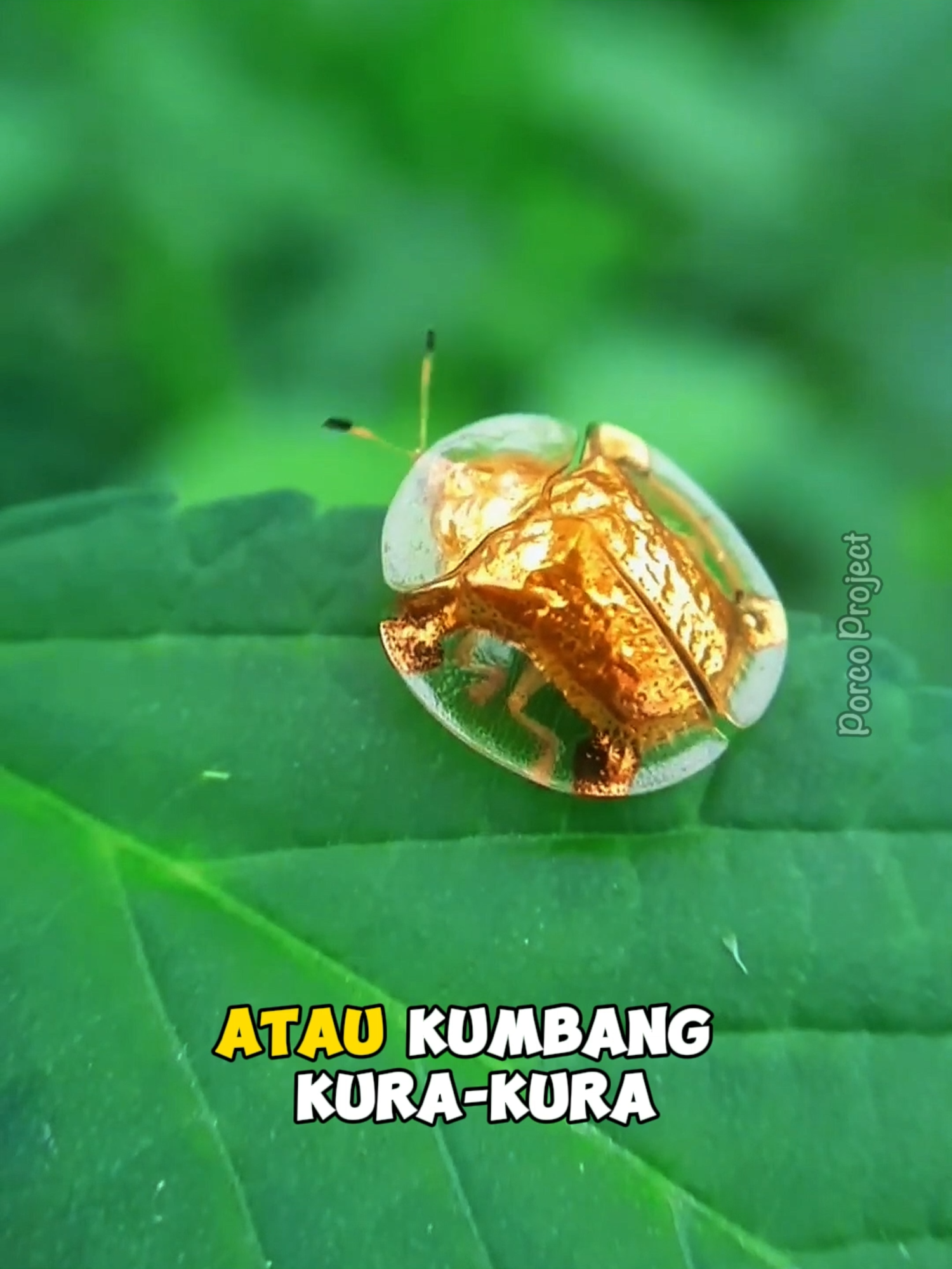 Kumbang kura-kura emas #fyp #faktamenarik #duniahewan #kumbang