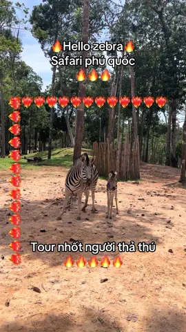 Tour Nhốt người thả thú ❤️‍🔥. #8tzlqsw #GreenCreator #VinWonders #dulich #nhotnguoithathu 