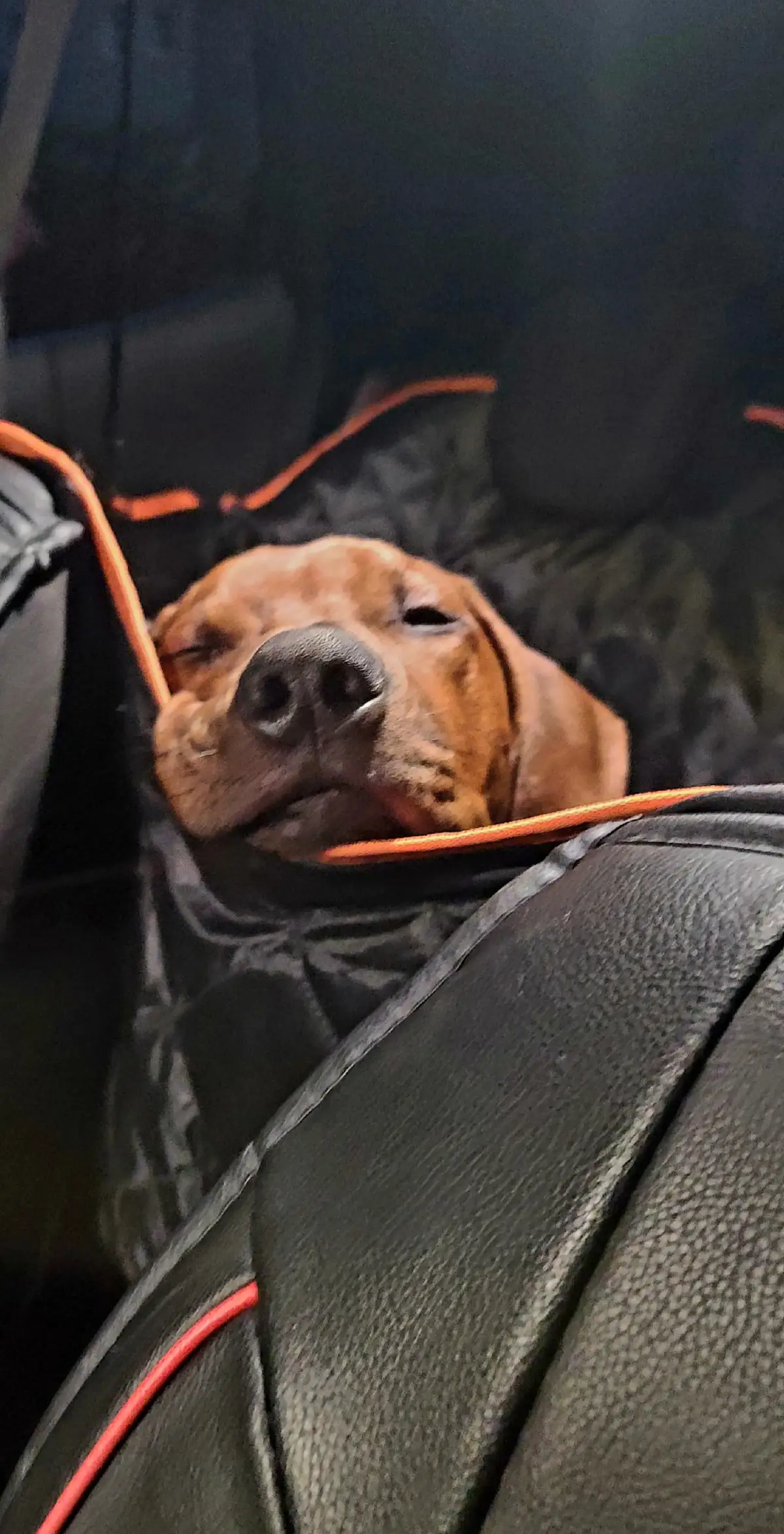 #rhodesianridgeback #gutenmorgen #moments #hundeliebe #dogsoftiktok 