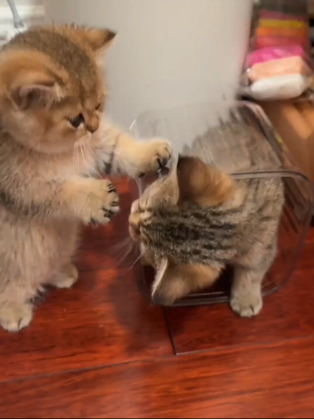 Two cuties.😊#kitten #cat #pet #cute 