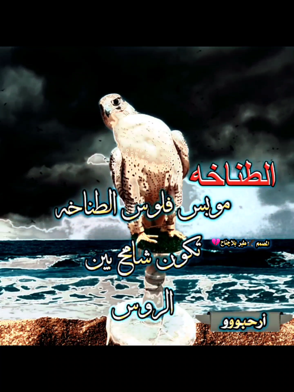 #الهدف_مرصود #دقت_الساعة_للحرب_الضروس #شيلات #الشاهين_ليس_له_مثيل @🦅❀༼طير ༽♡بلا♡جناح💔ᬽ✿ 