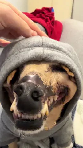 Y’allllll it’s sweata weatha! Haddie and I both come from the west coast so once the temps drop below 60 it’s winter coat time 😂 . . . #dog #dogsoftiktok #fyp 