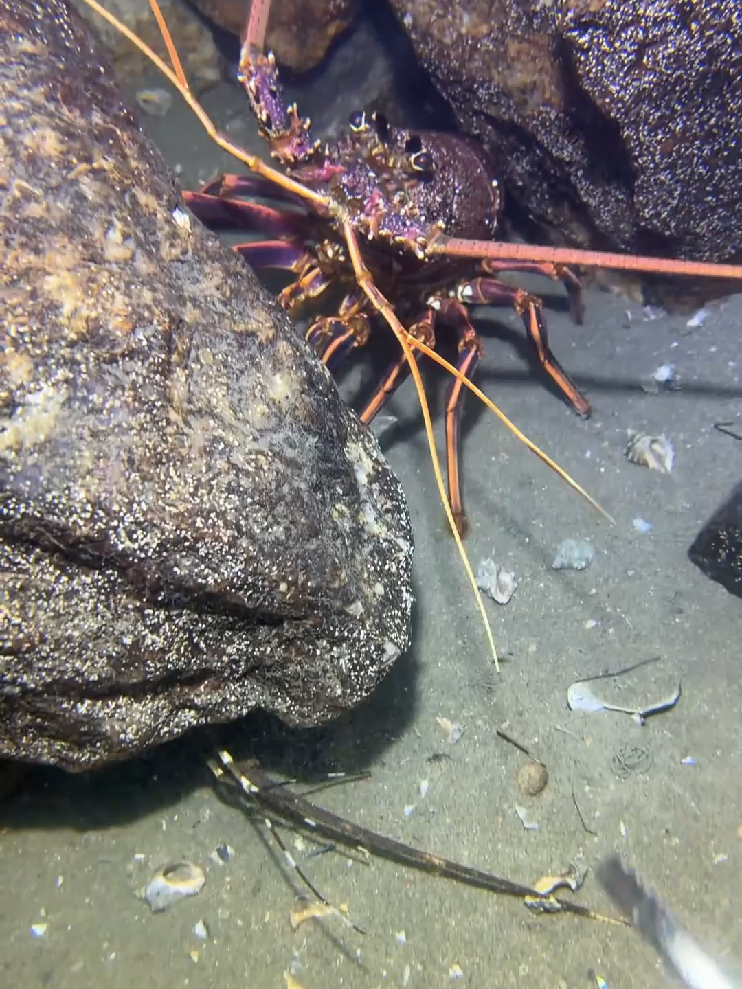 #fishing #deepsea #nemo #eels #diving #crab #lobster #beach #nature #sea #catchthesea