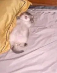 why are you still awake. you shouldve slept along time ago . #targetaudience #fyp #kitty #ambient #blue 