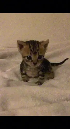 Que Descansen 🖤 - - - - #animefyp #tristeza #depresion #noche #ayuda 