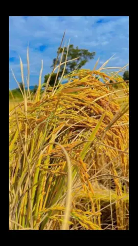 วันเวลาหมุนเปลี่ยนเวียนไป #วิถีอีสานบ้านเฮา #ข้าวออกรวงแล้ว🌾🍃 