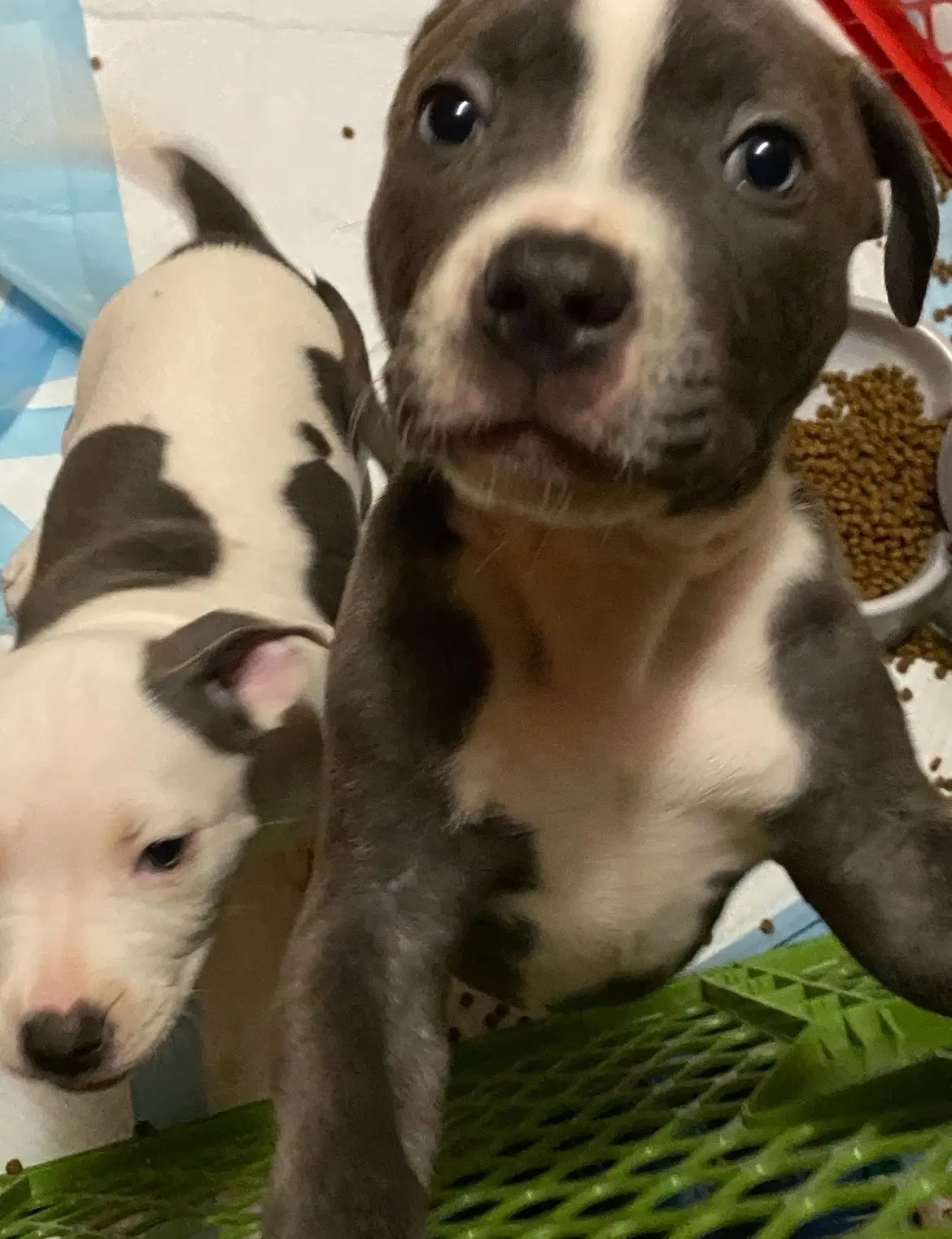 #birthdaybitch #birthdayboy #whosavedwho #deebosworld #godsplan 