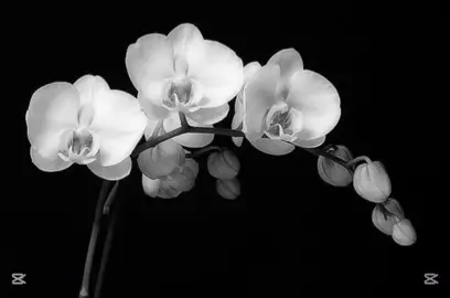 ───୨୧─── ꒰ #JJBA ꒱ : Holi,  espero  que  les  guste. 🙂‍↕️ #josuke   #yasuho   #Love   #cas 