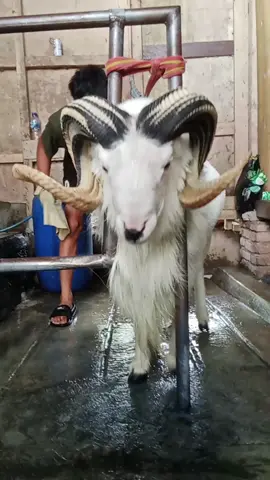 #dombagarut #bismillahfypシ 