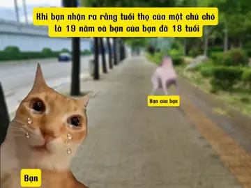 pov: Khi bạn nhận ra rằng tuổi thọ của một chú chó là 19 năm và bạn của bạn đã 18 tuổi #frends #fypツ #meme #cat #dog 