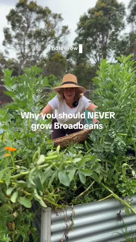 Growing Broadbeans - what no one tells you  #inmypatch #veggiegarden #tiktokgarden #broadbeans #learntogrow 