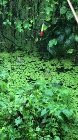 Ai đã từng câu cá rô đồng#xuhuong#vuivemoingay❤️#cauca#capcutvelocity 