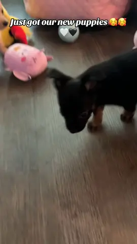 #pomchi #denaisia #fyp #foryoupage 