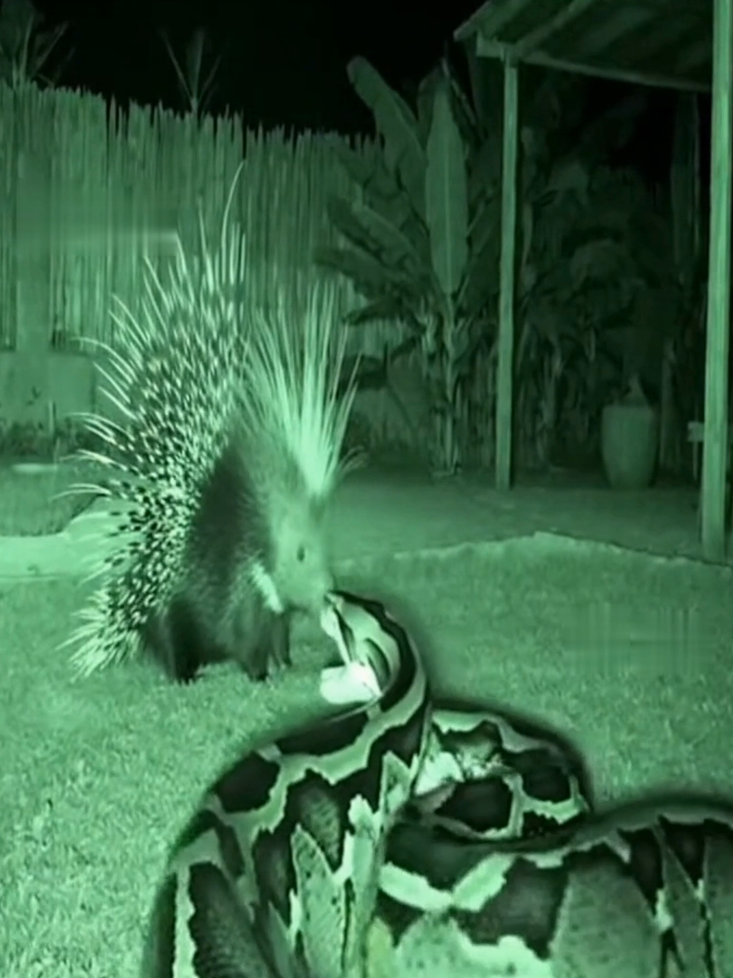 🔥 Porcupine vs Python — The Ultimate Night Battle! 🦔🐍💥 Incredible CCTV night-vision footage straight from the wild! 🌙 A massive python slithers toward a porcupine under the cover of darkness — but what happens next is pure chaos. ⚡ As the python opens its jaws to strike, the porcupine stands its ground and unleashes a storm of spikes! 😱 Seconds later, the predator retreats in pain, proving once again that size means nothing when nature’s armor activates. 🌿⚔️ The wild never sleeps — it fights back. 🦔🔥 Follow @porcuworld for more real wildlife encounters, survival moments, and nature’s most shocking defenses! 🐾 📧 licensing@webcraft.au  — for media, licensing, or broadcast rights. #fy #fyp #foryou #foryoupage #fyppppppppppppppppppppppp 