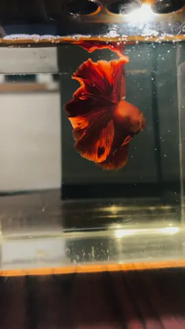 #fyppppppppppppppppppppppp #cupanghias #cupanghalfmoon#cupanghalfmoonsuperred 