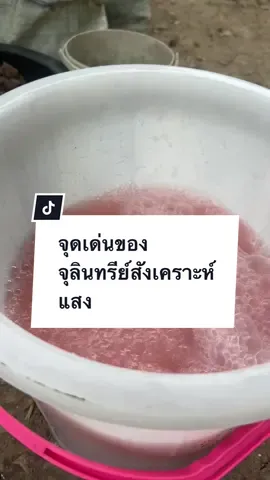 #จุลินทรีย์สังเคราะห์แสง #ไบโอนิค #tiktokshopช้อปกันวันเงินออก #พี่กันแชร์เทคนิคงานบ้านงานสวน  @พี่กัน: แม่ค้า แม่บ้าน ปลูกผัก 