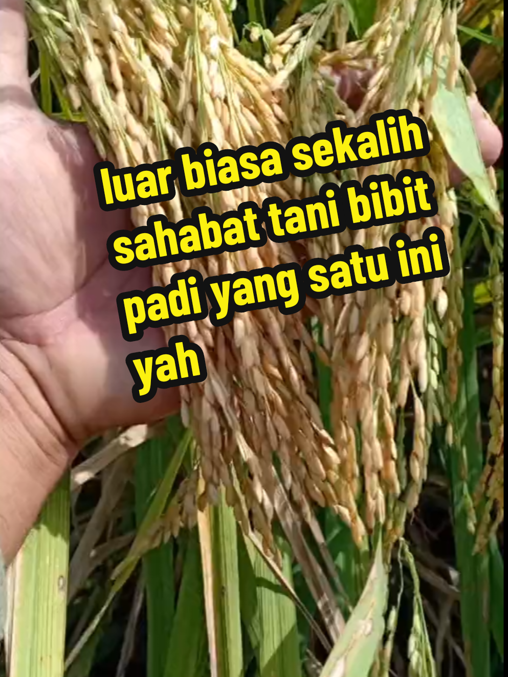 bibit benih unggul  #benihpadiunggulan #benihpaditailanjumbo #tailand #mel15store #fyp5566m 