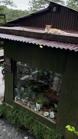 Chút yên bình chắc đâu cần đúng sai 🌱 #TikTokAwardsVN #sweetandchilldalat #CapCut #chillwithtiktok #chillingvibes #catslovers #catsoftiktok #dalat #dalatstory 