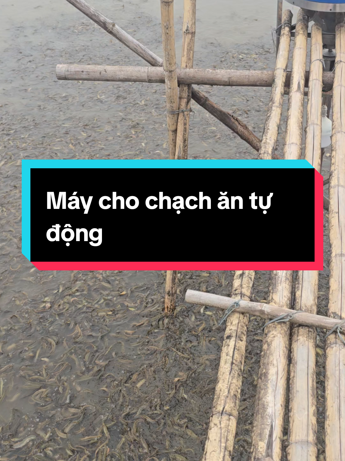 Máy cho chạch ăn tự động #viral #xuhuong #thuocthuysan #nuoica #channuoi 